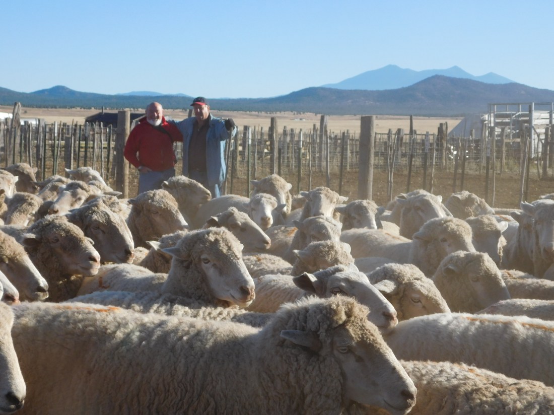 bj Joe Manterola with his sheep