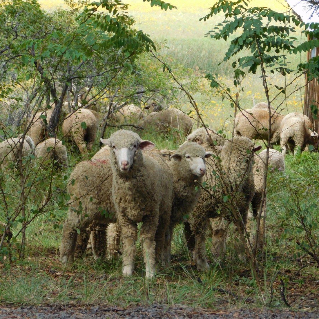 cropped-bj-sheep-on-manterolas-ranch